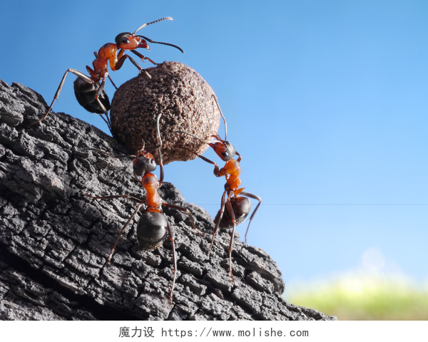 三只蚂蚁合作搬食物上山蚂蚁团队滚石上山